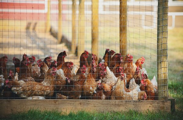 Quels sont les avantages de mettre une volière extérieure pour poules ?